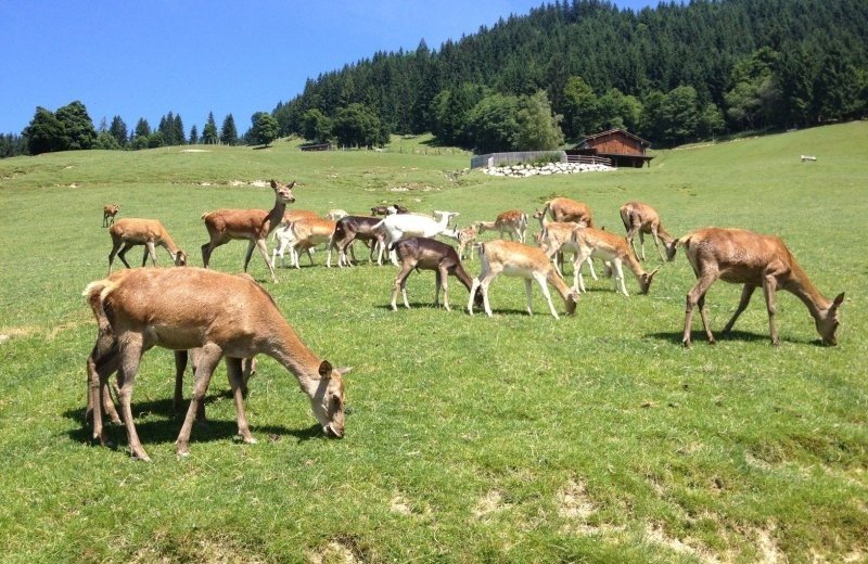 Wildpark Aurach